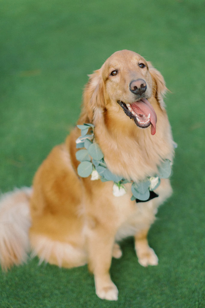 dog wedding attendent